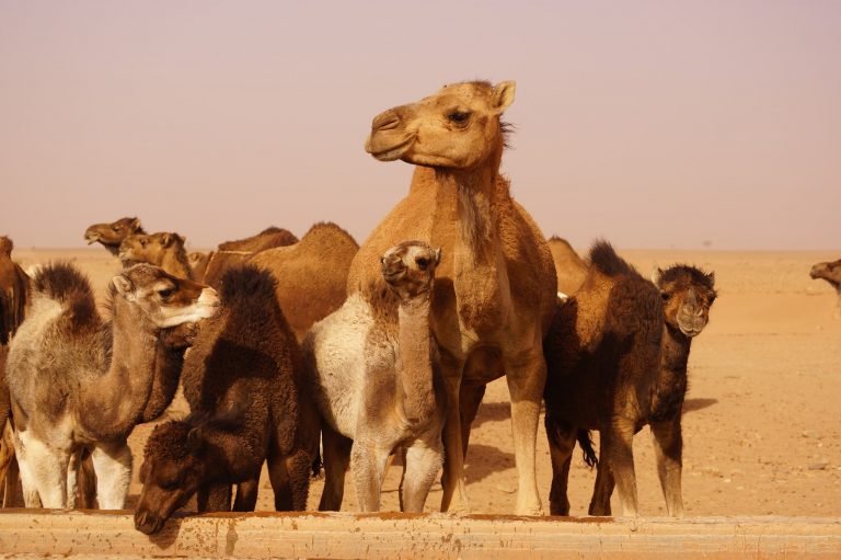 Best Morocco Tours