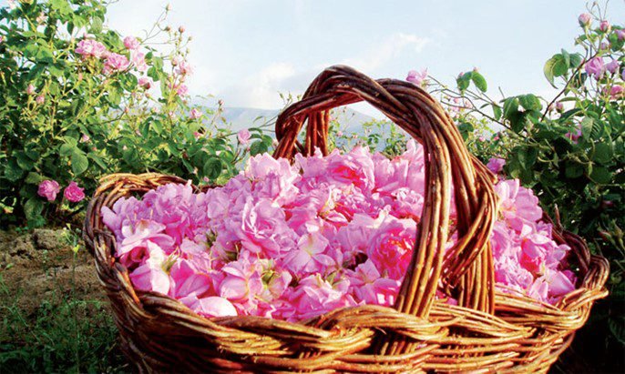 Rose valley