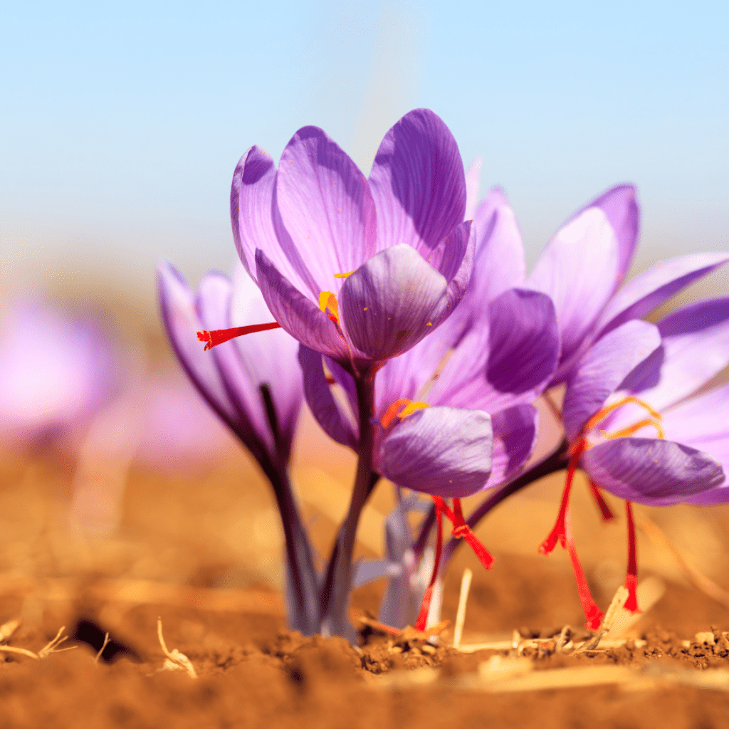 Saffron in Morocco